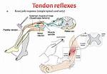 Biceps Reflex