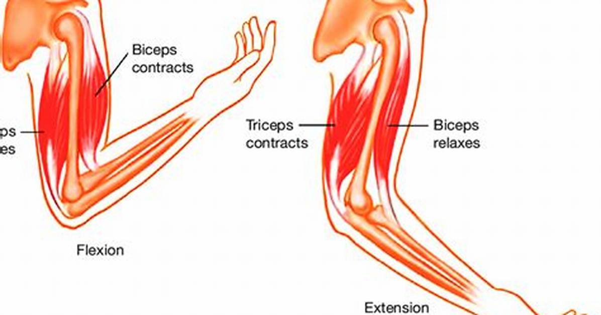 Biceps vs Triceps