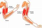 Biceps vs Triceps