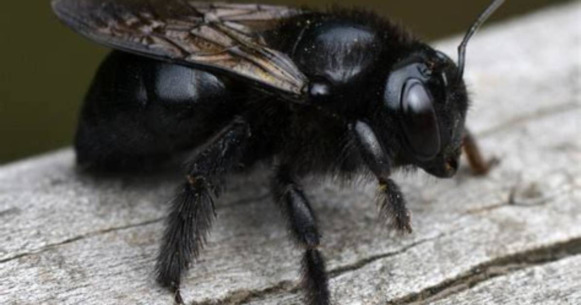 Big Black Bee