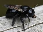 Big Black Bee