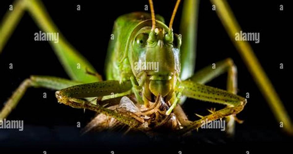 Big Green Bug