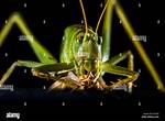 Big Green Bug
