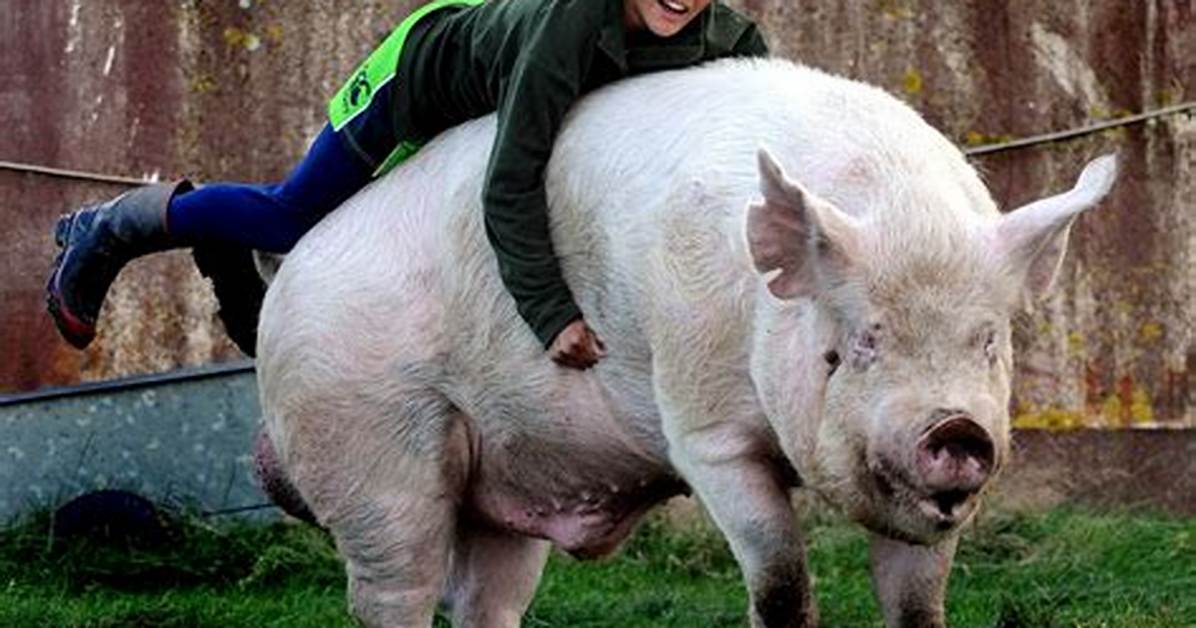 Big Pigs
