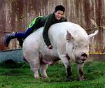 Big Pigs