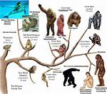 Big Primate