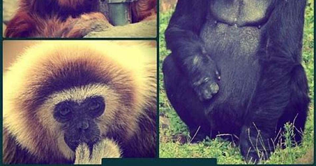 Big Primates