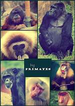 Big Primates