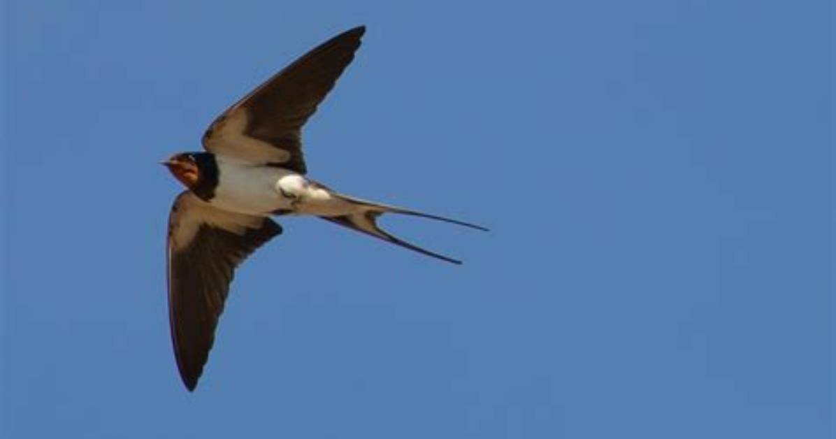 Big Swallow