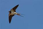 Big Swallow