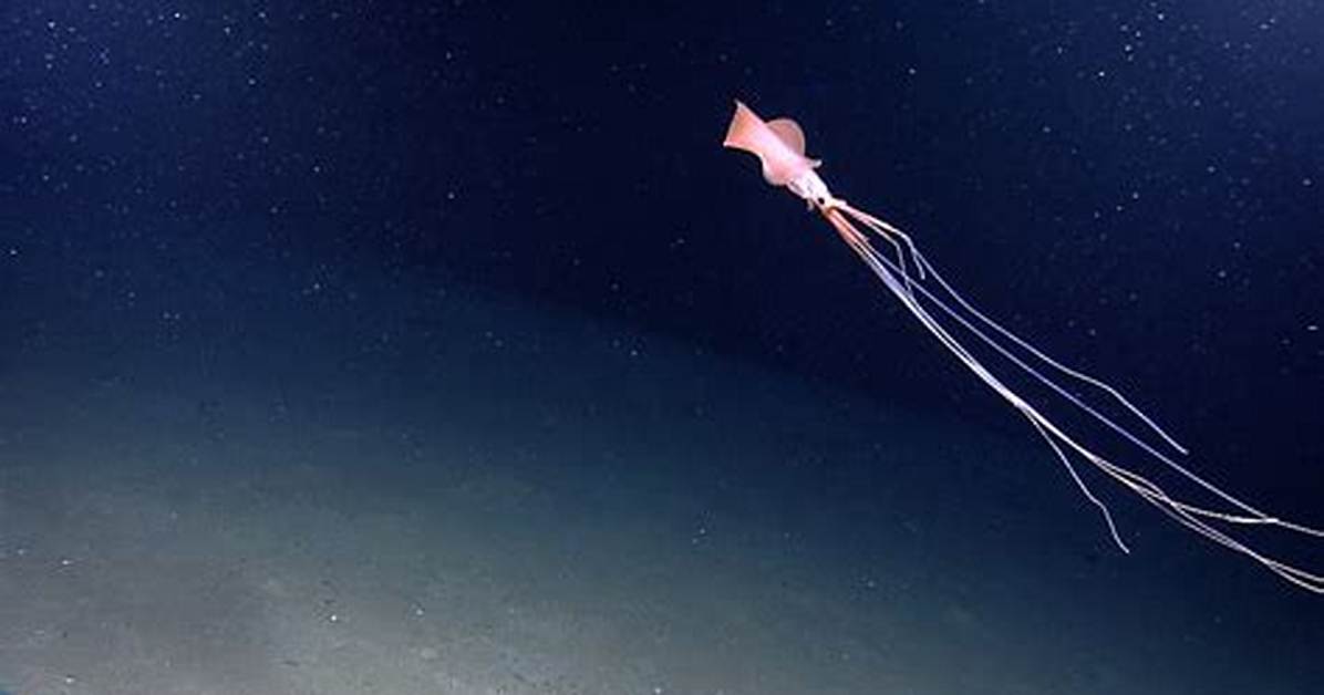 Bigfin Squid