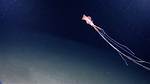 Bigfin Squid