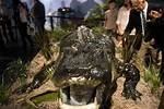 Biggest Alligator Ever