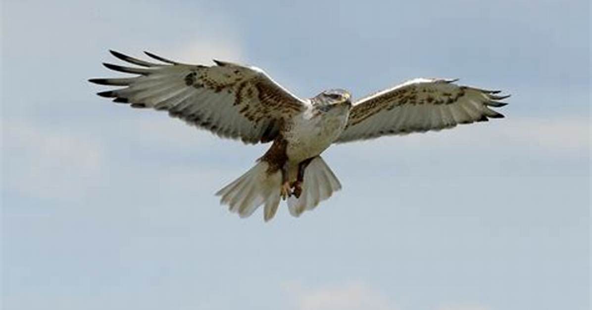 Biggest Hawk