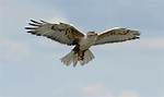 Biggest Hawk