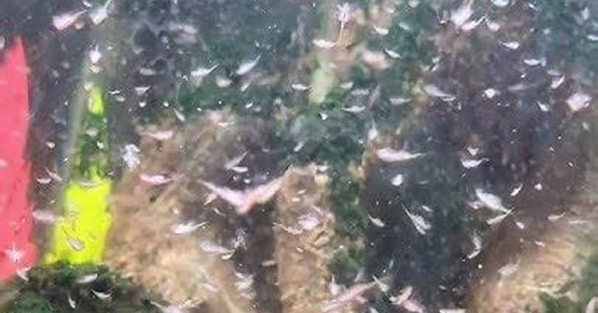 Biggest Sea Monkey