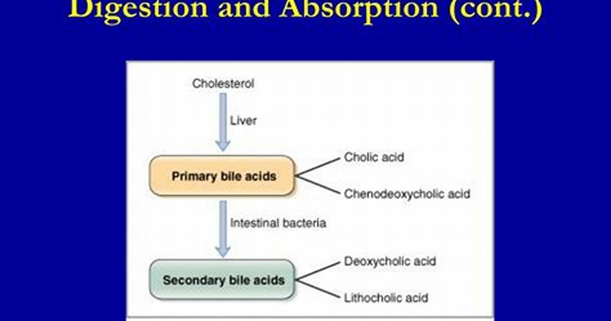 Bile Salts Function