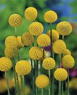 Billy Balls Flower