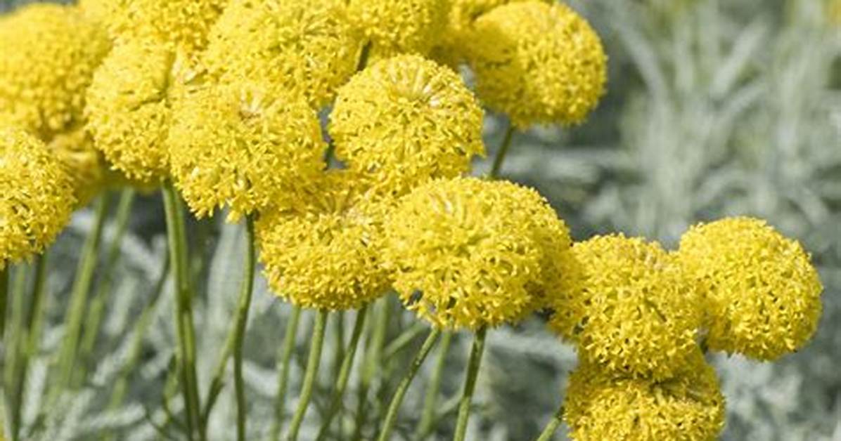 Billy Buttons