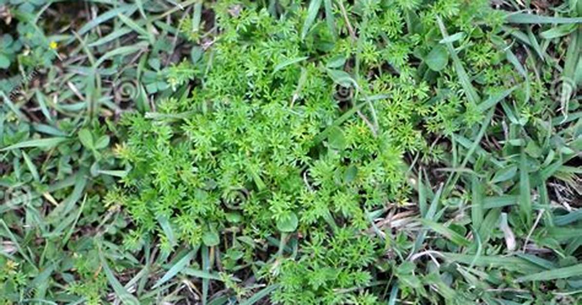 Bindi Weed