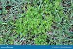 Bindi Weed