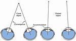 Binocular Depth Cues