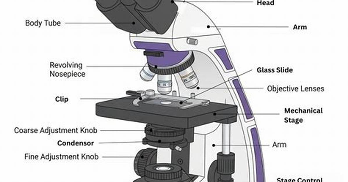 Binocular Microscope