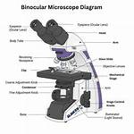 Binocular Microscope