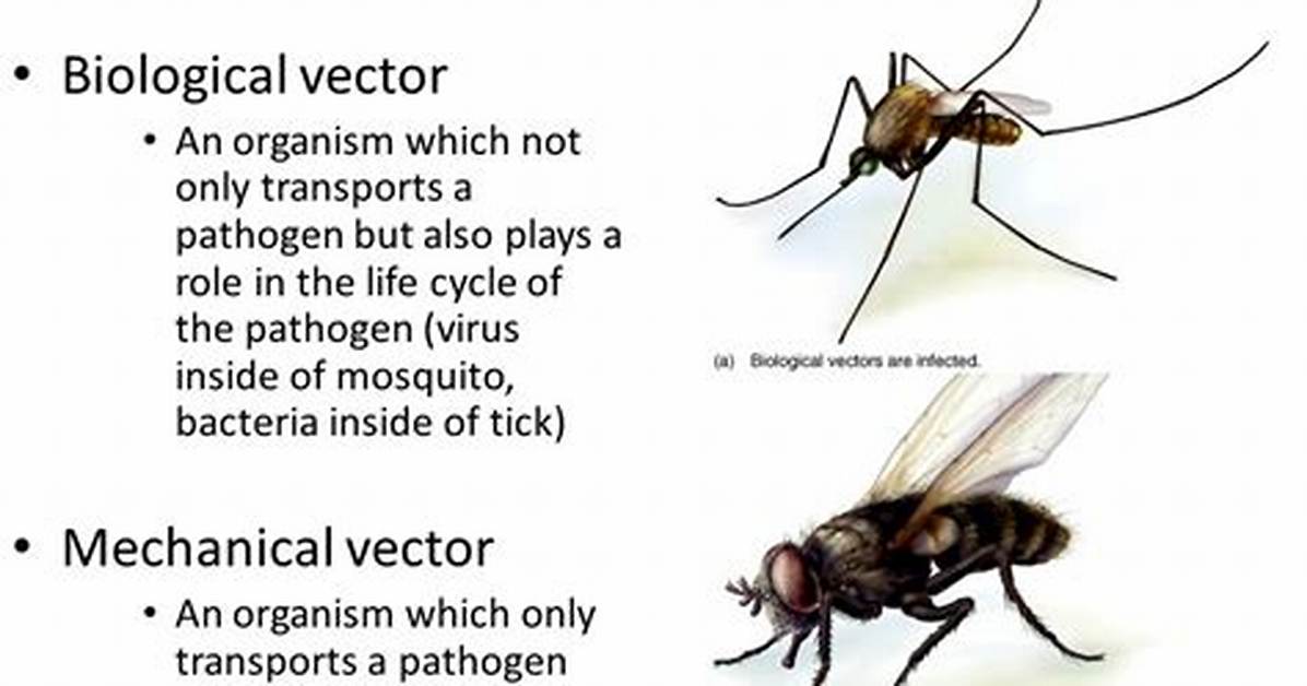 Biological Vector