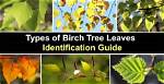 Birch Leaves