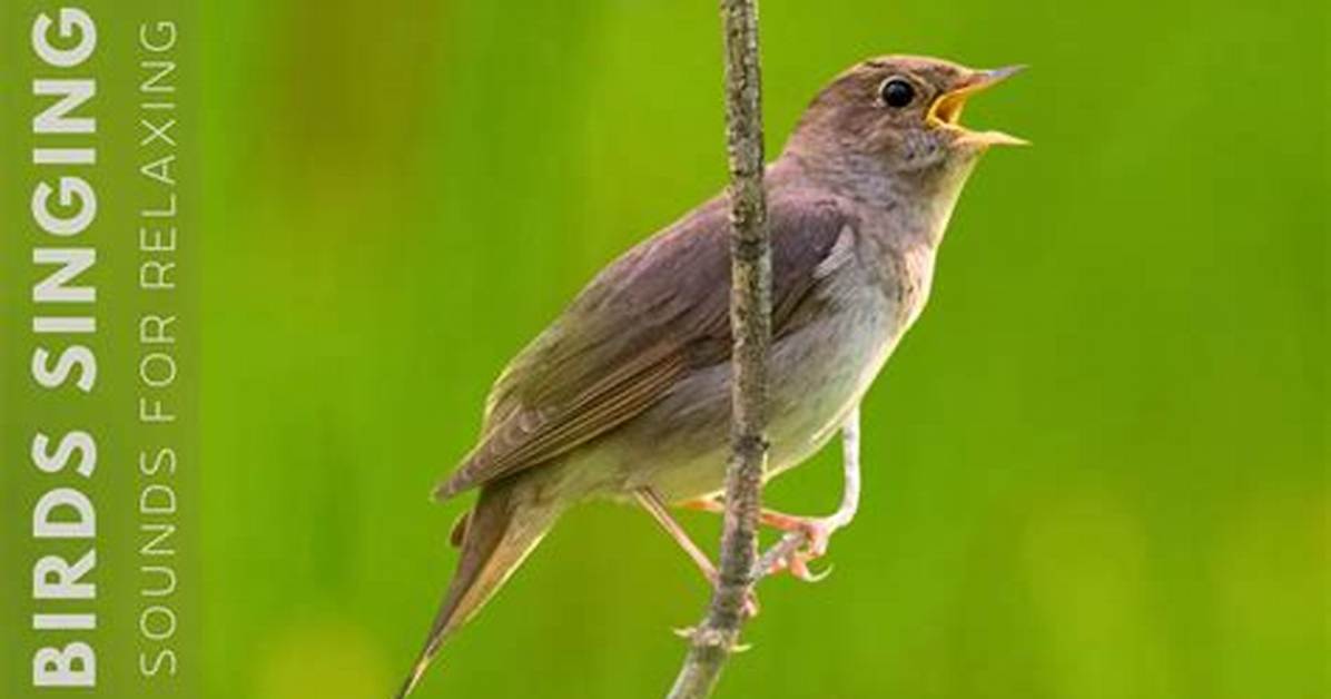 Bird Chirping