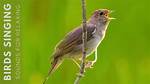 Bird Chirping