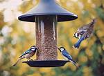 Bird-Feeder Feed