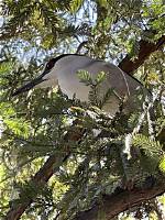 Bird's Appendage