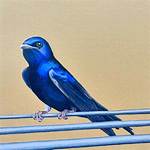 Birds of a Feather with Jordan Silvia