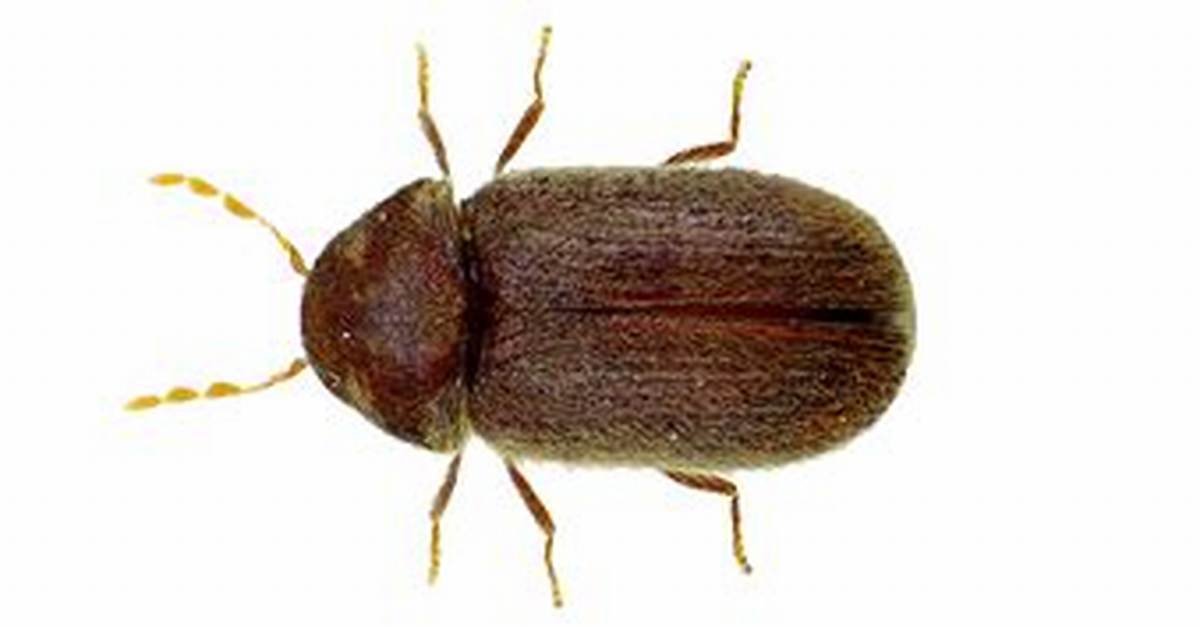 Biscuit Beetle