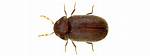 Biscuit Beetle