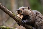 Bites Like a Beaver
