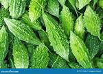 Bitter Cucumber