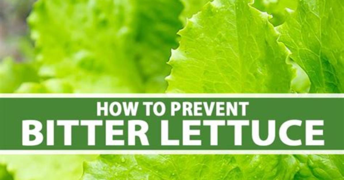 Bitter Lettuce