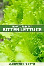 Bitter Lettuce