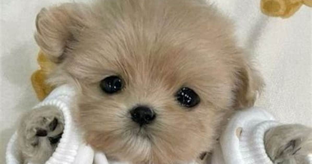 ___-Bitty (Very Small)