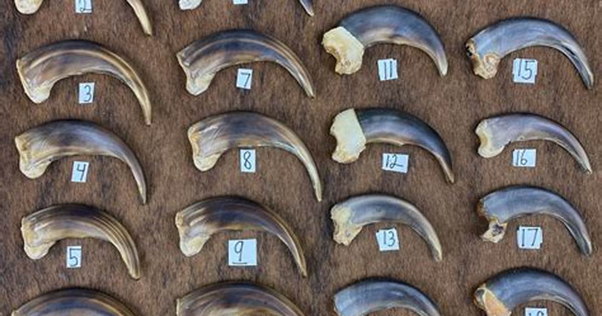 Black Bear Claw