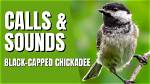 Black Capped Chickadee Call