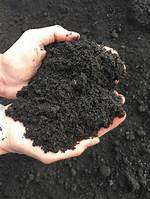 Black Dirt