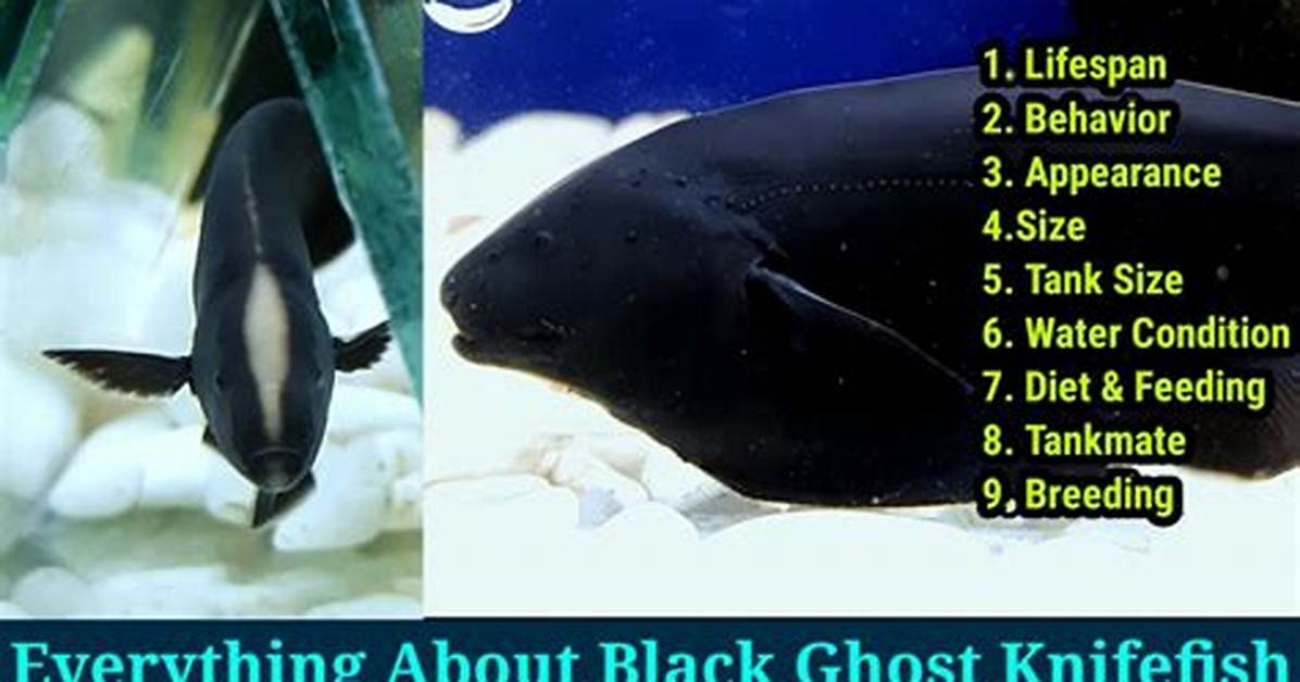 Black Ghost Knife