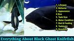 Black Ghost Knife