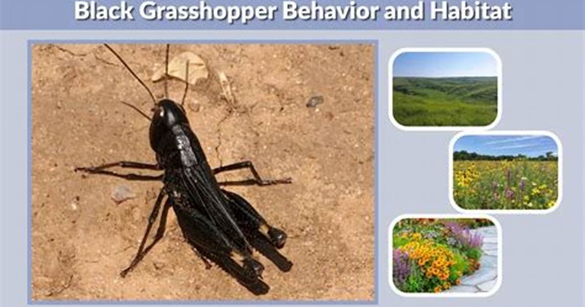 Black Grasshopper