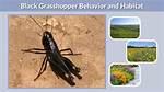 Black Grasshopper