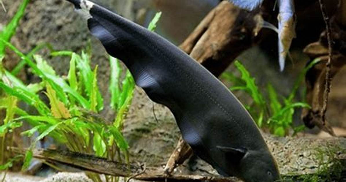 Black Knife Fish